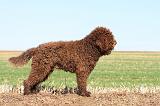 BARBET 050